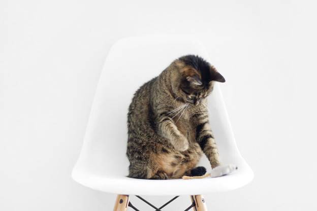 blog/\cat-on-chair.jpg